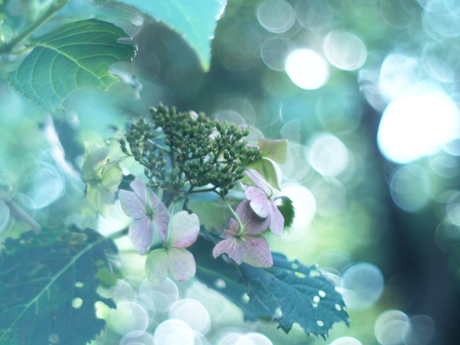 ある夏の日とMC PENTACON 50mm F1.8 | lensholic